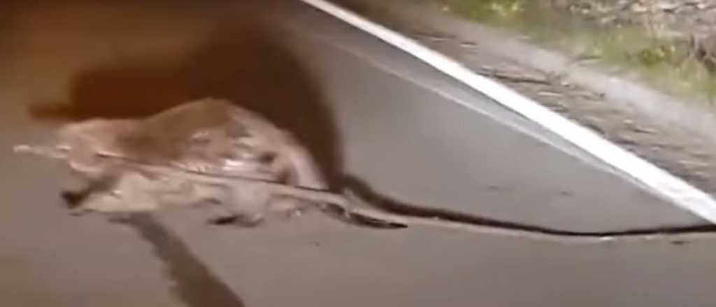 Video: filmaron una rara criatura en medio de la ruta y resultó ser un castor