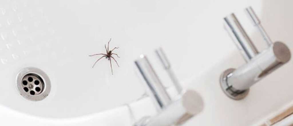 Llega el calor y salen las arañas: cuáles son las más peligrosas de Mendoza