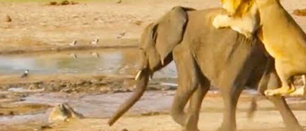 Terrible video de un león atacando a un elefantito