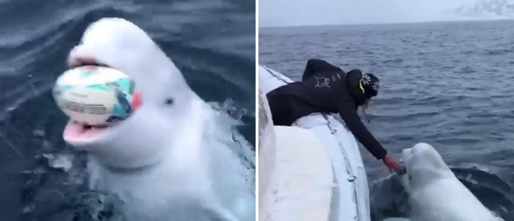 Video: una ballena beluga jugó al rubgy con un campeón sudafricano