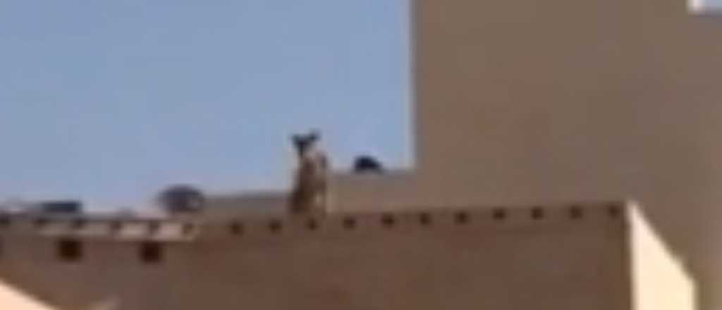 Video: terror en una escuela por la presencia de una leona