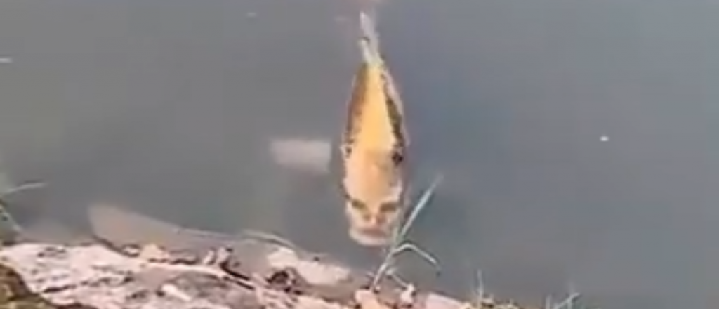 Video: un pescador grabó a un pez con cara de humano