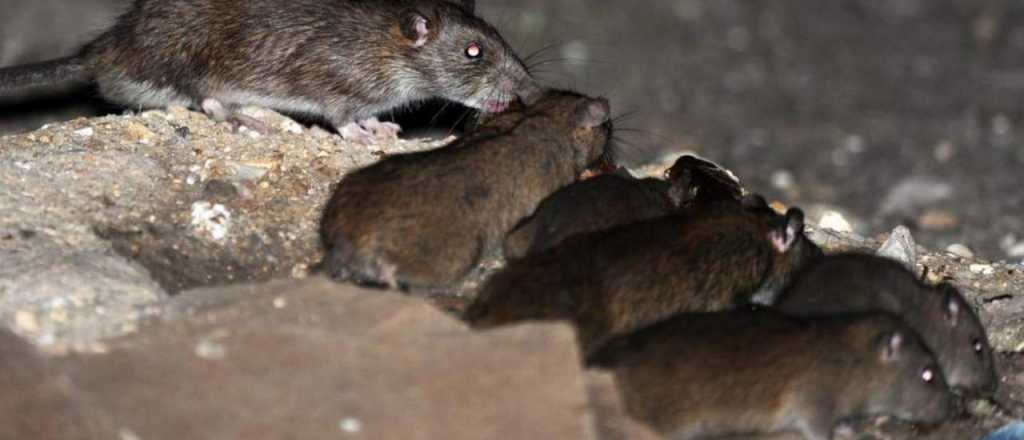 Videos: crece el pánico por la invasión de ratas en Neuquén