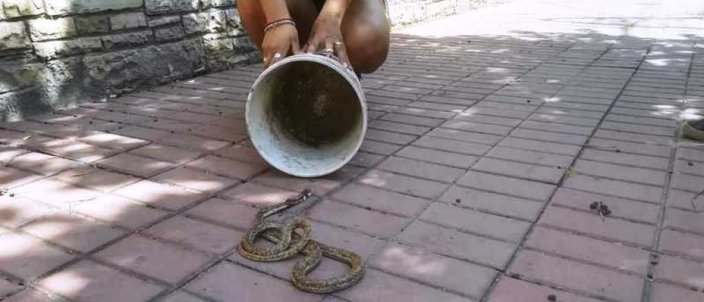 Apareci&oacute; una serpiente en el Centro de San Rafael