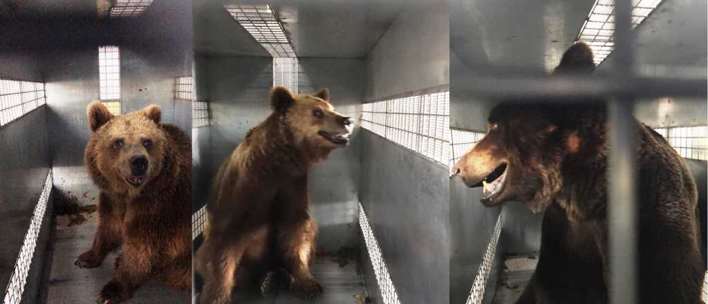 Así trasladan a los osos pardos del ex Zoo de Mendoza hacia Estados Unidos