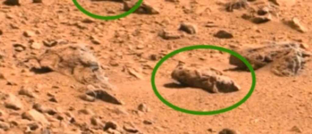 Un reconocido científico muestra pruebas de insectos y reptiles en Marte