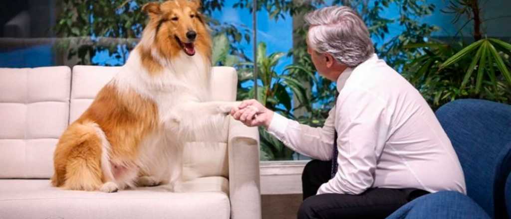 El veterinario de Dylan dijo que Macri dej&oacute; vencer millones de guantes