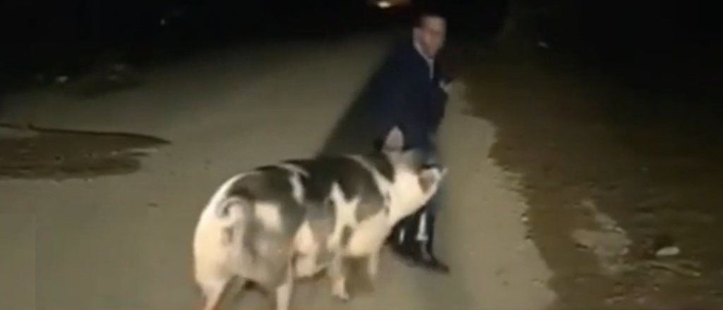 Video: un periodista fue perseguido por un cerdo en vivo