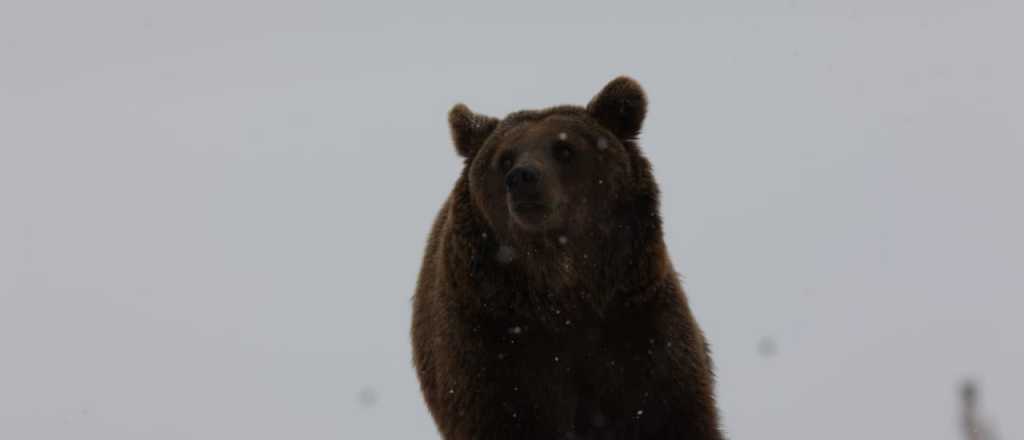 Galería: las fotos de los osos mendocinos en el santuario de USA