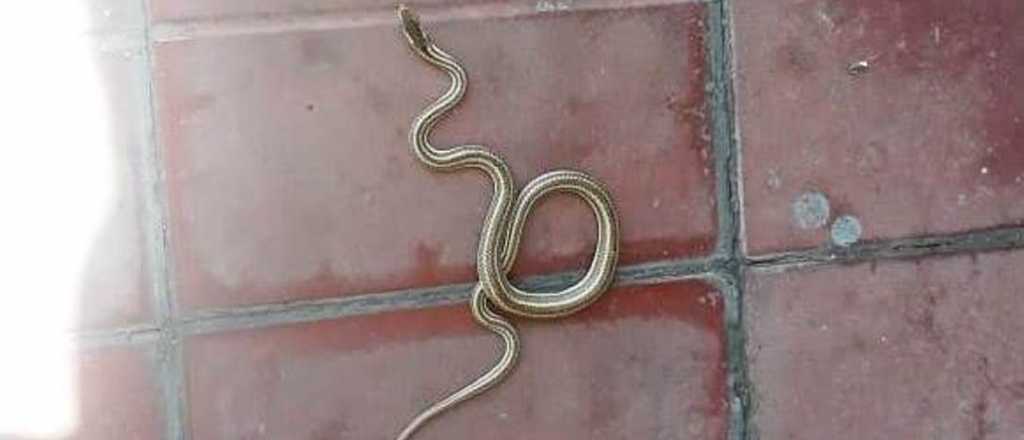 Encontraron una víbora en el barrio Bombal 