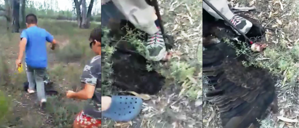 Video: niños torturan y matan a un ave en peligro de extinción en San Rafael