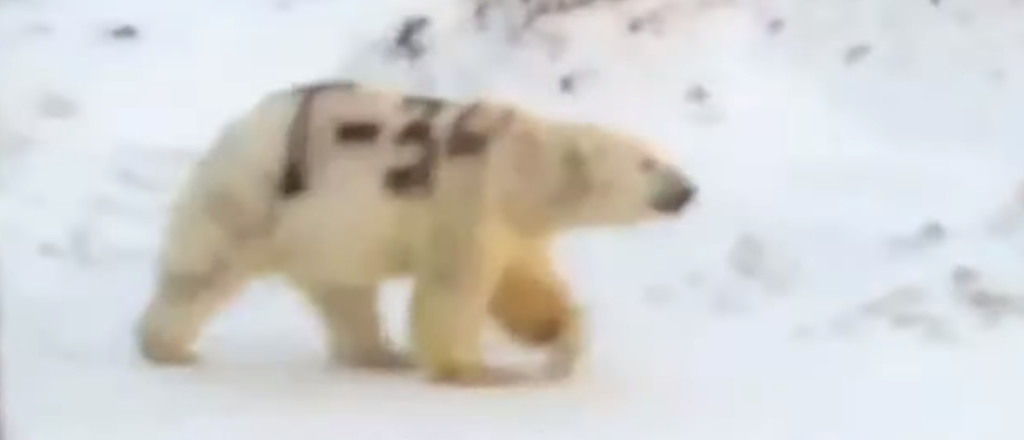 Un oso polar pintado con aerosol perocupa a los científicos