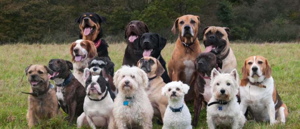 Hoteles todo terreno para perros en Mendoza