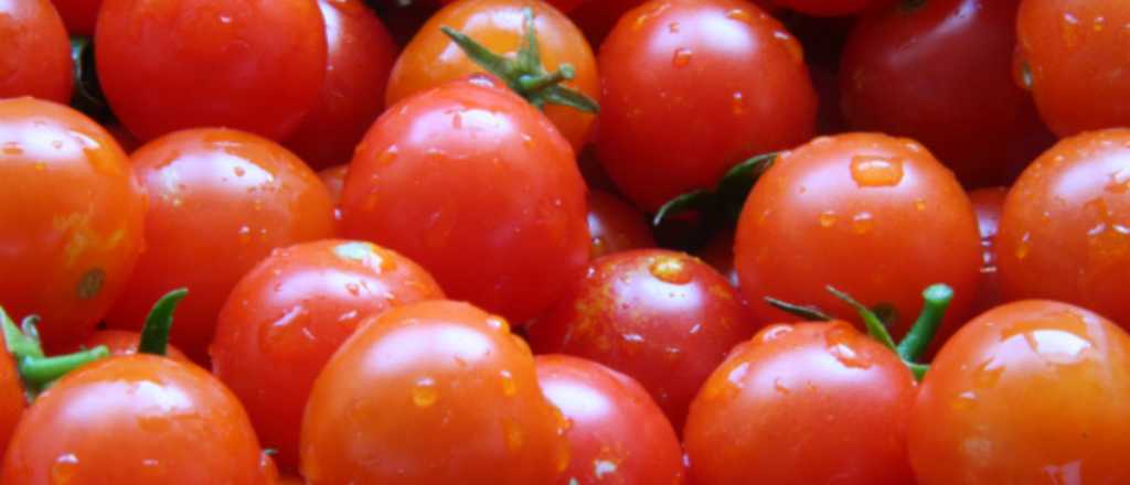 Tomates mendocinos libres de fitosanitarios tienen sello propio