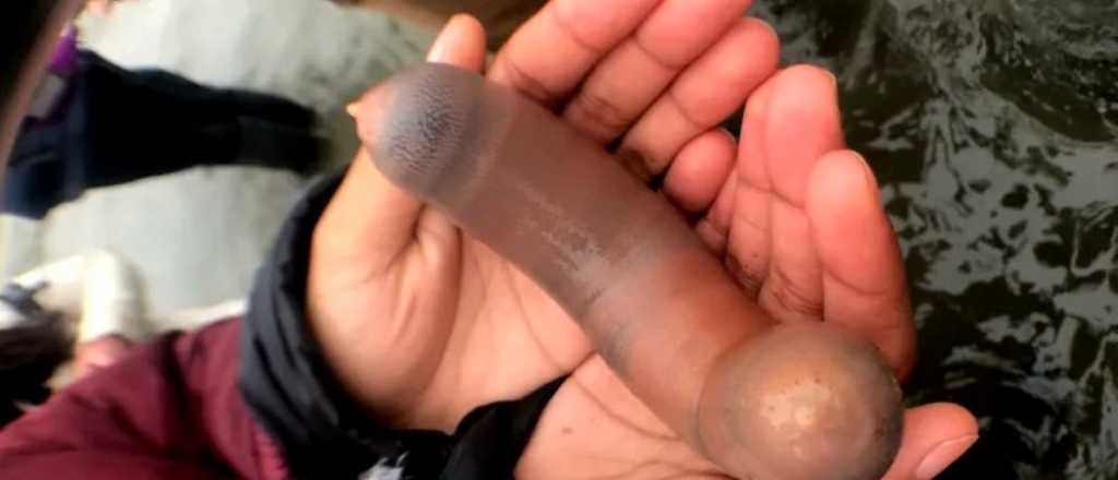 El "pez pene" invadi&oacute; las playas de California