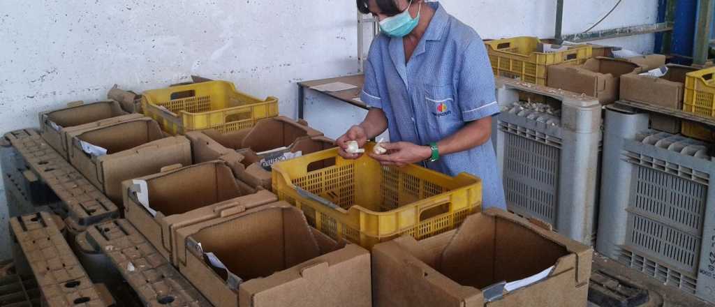 Productos exportables de Mendoza, exceptuados de las nuevas retenciones