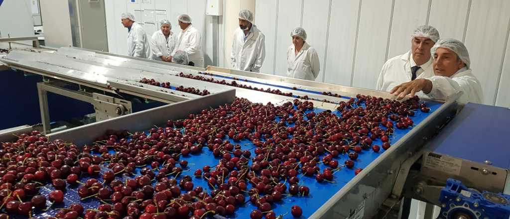 Despacharon el segundo contenedor de cerezas mendocinas a China