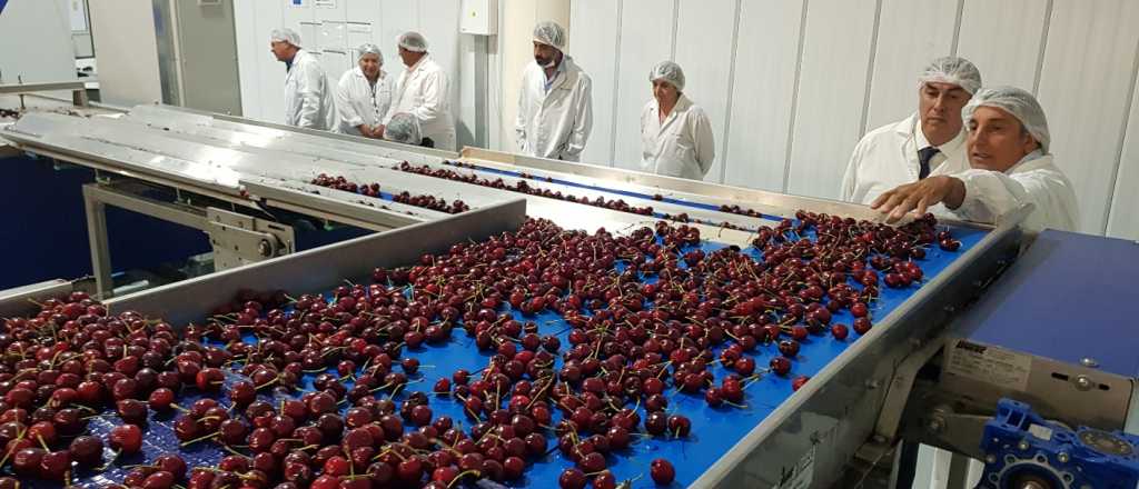 Despacharon el segundo contenedor de cerezas mendocinas a China