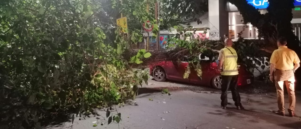 Se cayó un árbol en la Arístides y aplastó un auto y un semáfaro