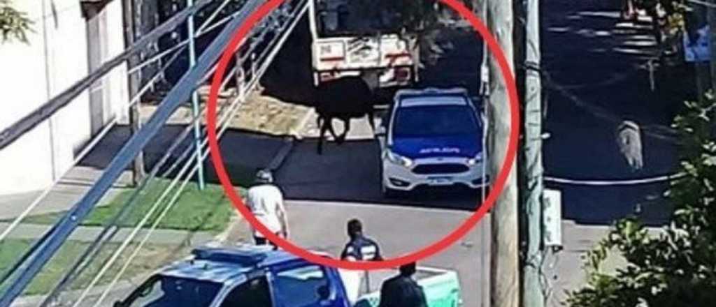 Robaron un toro, escapó y persiguió enfurecido a la gente en Quilmes