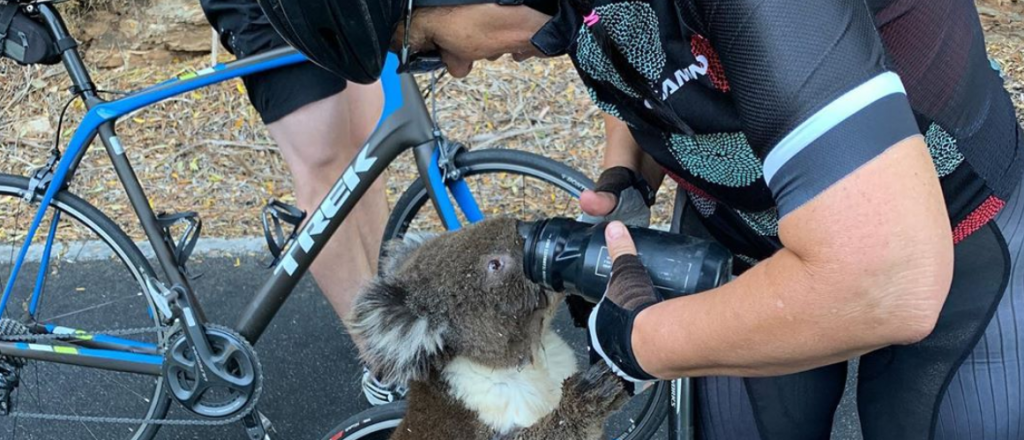 Un koala frenó a una ciclista para pedirle agua