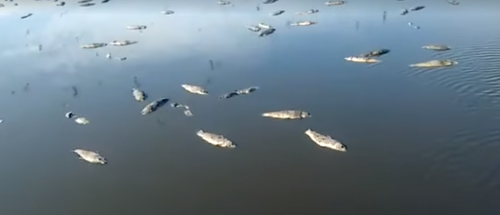 Alerta por miles de peces muertos en San Rafael