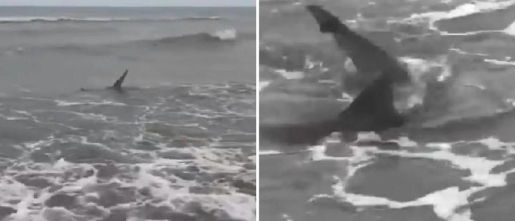Video: aparecieron tiburones en Monte Hermoso