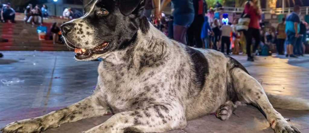 Hicieron una falsa marcha en Chile para lograr que un perro fuera al veterinario
