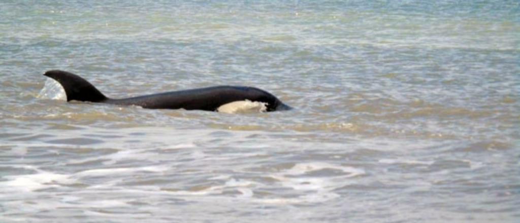 Luego de los tiburones, apareció una orca en Monte Hermoso