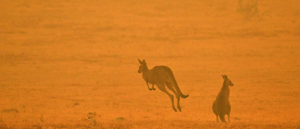 Ya murieron 480 millones de animales por los incendios en Australia