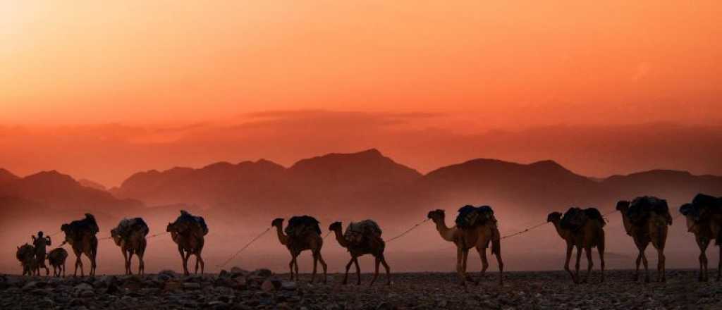 Sacrificarán camellos en Australia porque toman demasiada agua
