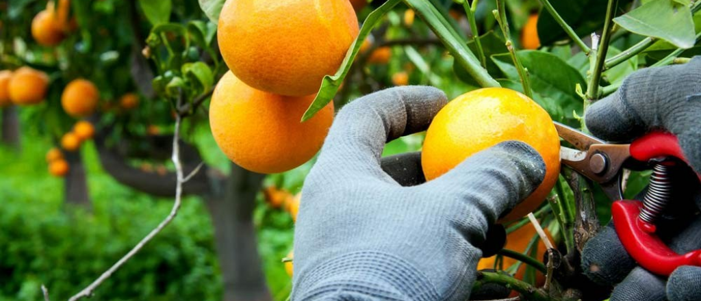 Pymes piden bajar retenciones para producciones de econom&iacute;as regionales