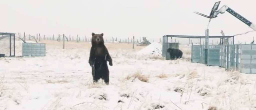 Video: el emocionante viaje de los osos pardos de Mendoza a Colorado