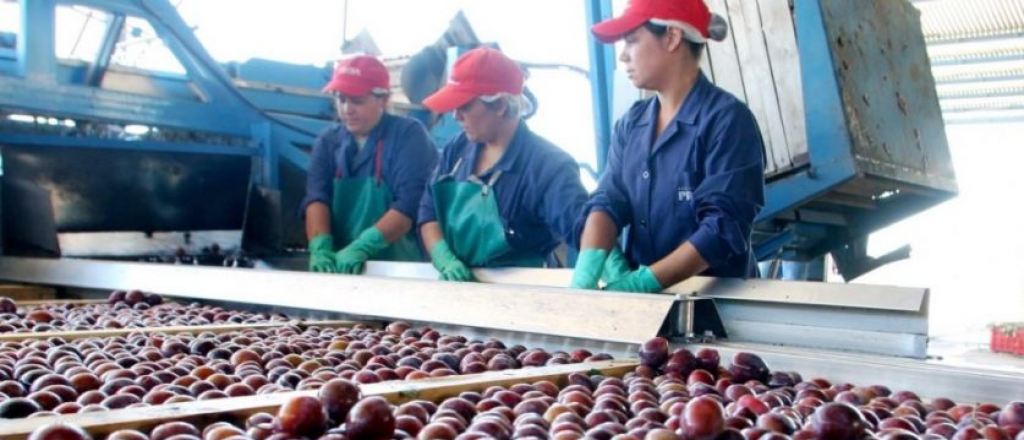 Mendoza ya exportó a Brasil 129 toneladas de fruta libre de lobesia botrana