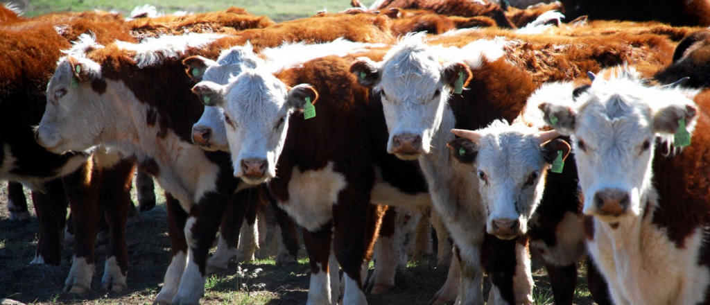 Mendoza duplicó la producción de carne bovina