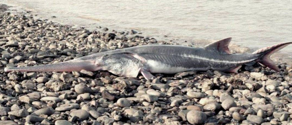 La primera especie extinguida del 2020: el pez remo gigante