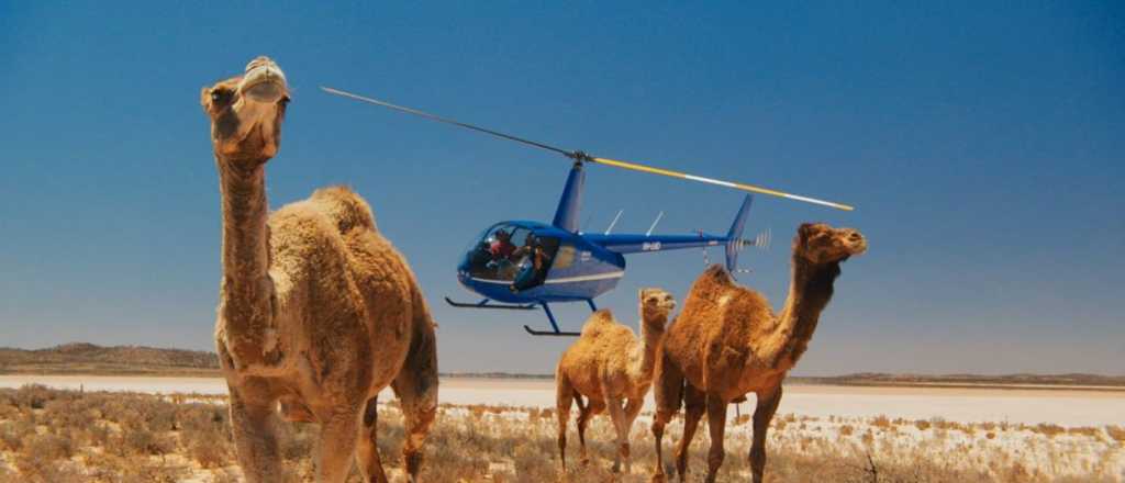 Incendios en Australia: ya sacrificaron a más de 5 mil camellos