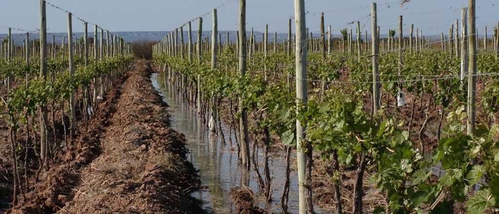 Seg&uacute;n Irrigaci&oacute;n, "no alcanzan los turnos de riego para cosecha"