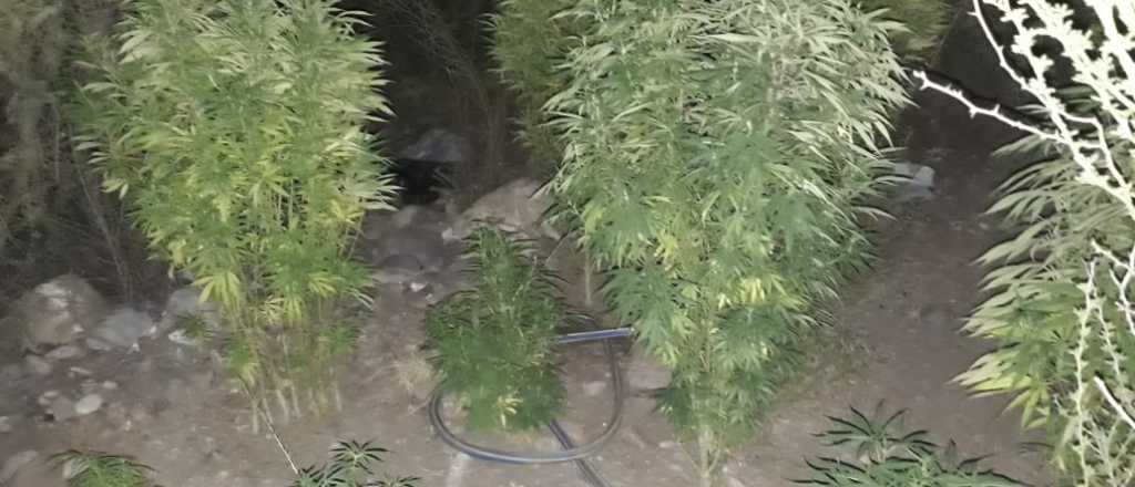 Secuestraron una importante plantación de marihuana en Godoy Cruz