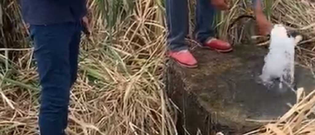 La pérdida de agua en Las Heras que se hizo viral