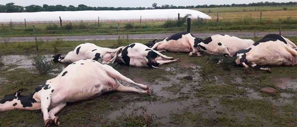 Un rayo mató a siete vacas preñadas y es el segundo episodio en un mes 