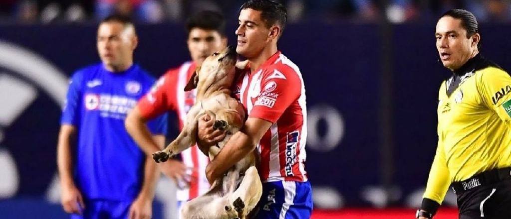 San Luis de México "fichó" a una perrita que invadió la cancha en un partido