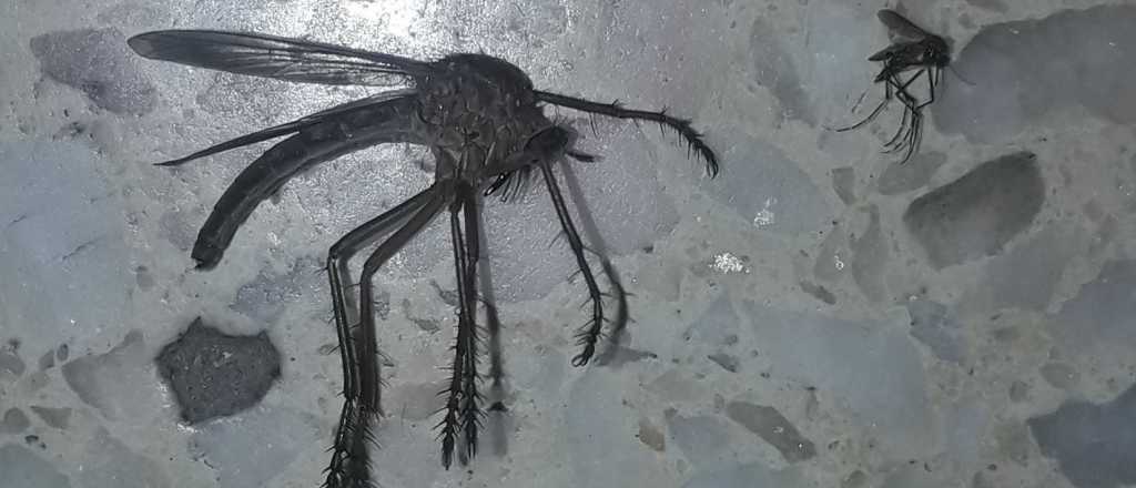 Una especie de mosquito gigante aterroriza Córdoba y el Litoral