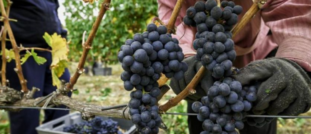 Buscan expandir las exportaciones de vinos a China