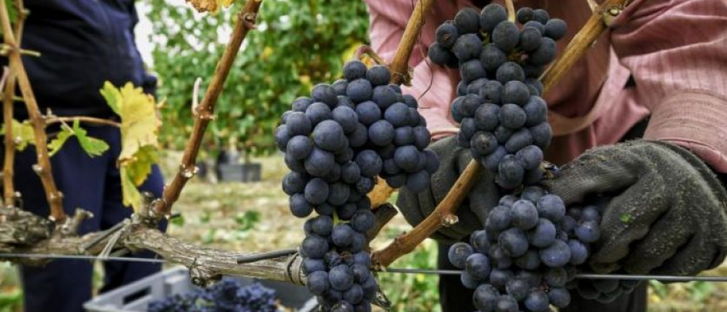 Mendoza busca dar de baja el acuerdo con San Juan por el mosto