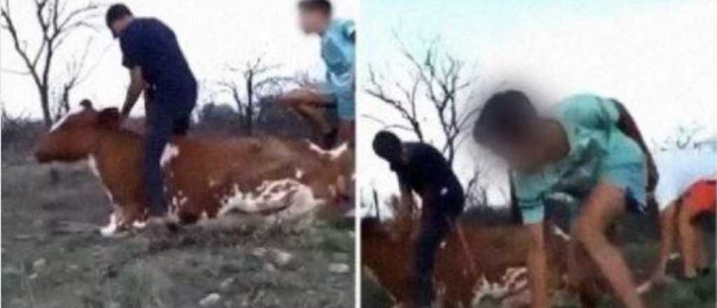 Video indignante: jóvenes maltratan a una vaca por diversión