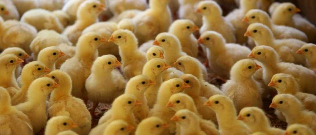 Francia prohibirá triturar pollitos vivos desde fines de 2021