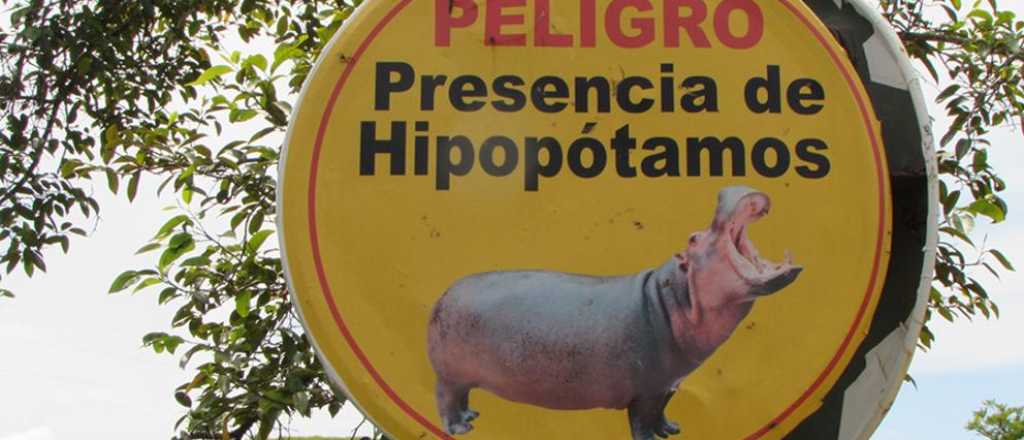 Los hipopótamos de Pablo Escobar se convierten en plaga en Colombia