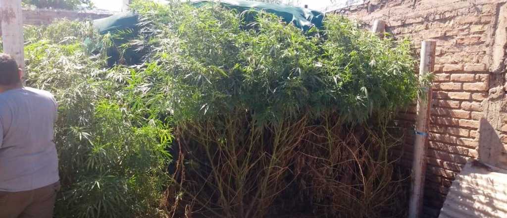 La policía encontró en Las Heras 90 kilos en plantas de marihuana