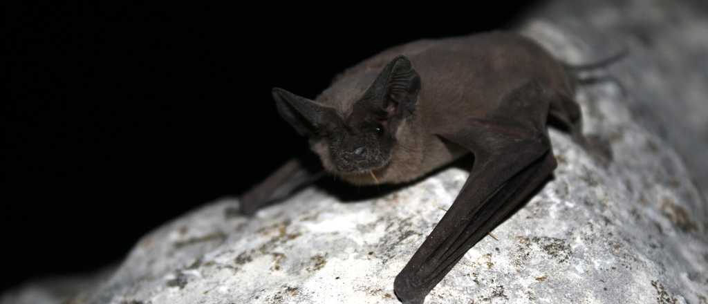 Murci&eacute;lagos en Mendoza: &iquest;Rabia, coronavirus o paranoia?